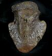 Hadrosaur Ungual (Foot Claw) - Montana #28097-3